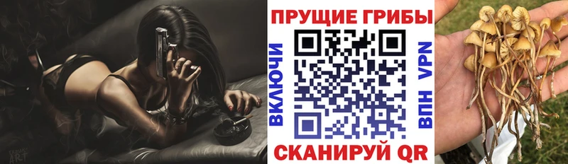 блэк спрут зеркало  Гусев  Псилоцибиновые грибы Magic Shrooms 