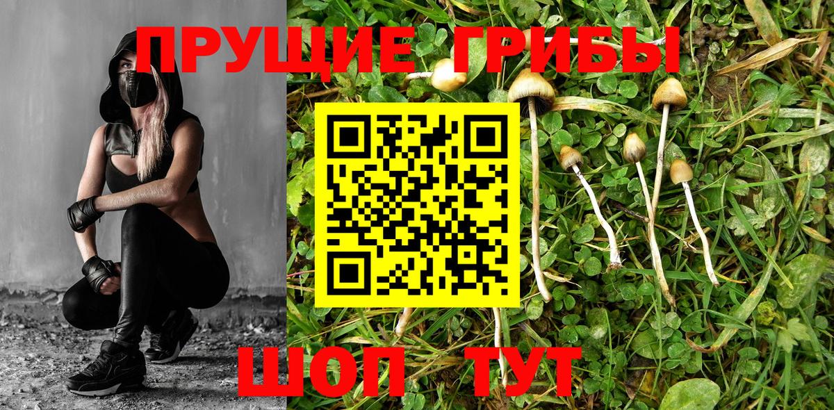 Галлюциногенные грибы мицелий  Псилоцибиновые грибы Cubensis  хочу наркоту  Гусев 