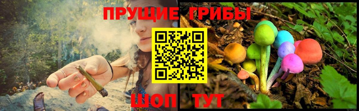 Псилоцибиновые грибы Psilocybe  Вход с VPN  Гусев 